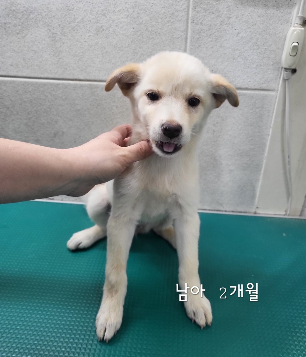 보호중 믹스견의 가…